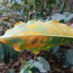 Bệnh hại cây cà phê